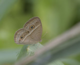 Laos bushbrown