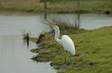 Zilverreiger grote