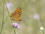 Adippe vlinder