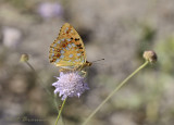 Adippe vlinder