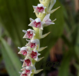 Eria siamensis, flowers  3 mm