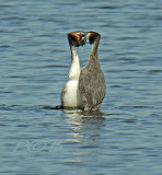 Futendans, watertrappelen