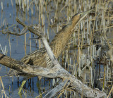 Bruine reiger, Roerdomp