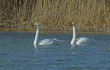 Wilde zwaan 