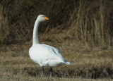 Wilde zwaan adult