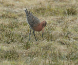 IJslander op doortrek, Limosa limosa ssp. islandica, blijft hier tot begin mei