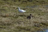 Witte grutto