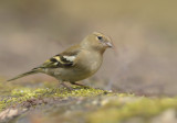 Boekvink vrouw