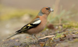 Boekvink man