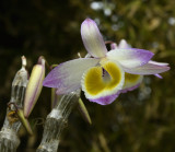 Dendrobium crystallinum, dark phase