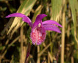 Pleione