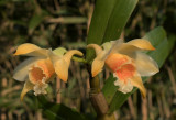 Dendrobium Cariniferum, wilde - niet geselecteerde of gemanipuleerde vorm