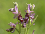 Ophrys catalaunica