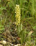 Gele POP, Orchis antropophora var. flavescens