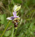 Ophrys pseudo scolopax