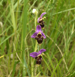 Ophrys pseudo scolopax
