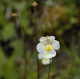 Pinguicula alpina