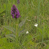 Dactylorhiza alpestris en Pinguicula alpina
