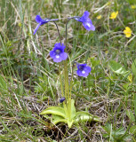 Pinguicula balcanica