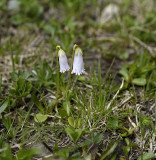 Soldanella pusilla alba