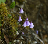 Soldanella pusilla