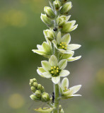 Veratrum album