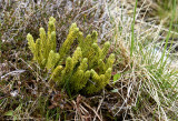 Huperzia selago - lycopodiaceae