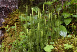 Lycopodium annotinum