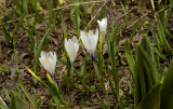 Crocus albiflorus