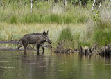 Wild varken, als vorige