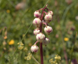 Pirola minor
