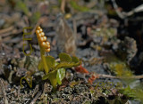 Botrychium simplex, kleine maanvaren