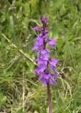 Orchis mascula subsp. speciosa