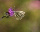 Berg geaderd witje, Pieris bryoniae