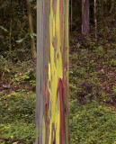 Regenboog Eucalyptus, E.deglupta