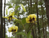Lilium primulinum var.burmanicum, height more than 2 mtr.