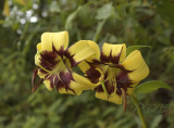 Lilium primulinum var. burmanicum