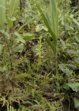 Habenaria hosseussii