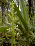 Habenaria hosseussii, verry long spur