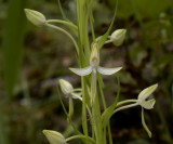 Habenaria hosseussii, close