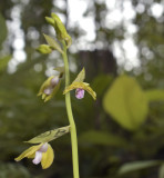 Eulophia promensis