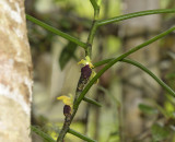 Luisia thailandica, 300 mm telephoto