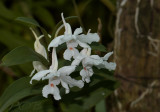 Dendrobium virgineum