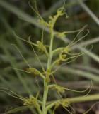 Peristylus tenticulatus, close