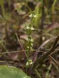 Habenaria diphylla, wet sand on sandstone