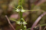 Habenaria diphylla, close