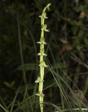 Habenaria sp.