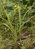 Habenaria chlorina