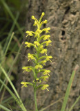 Habenaria chlorina