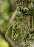 Cleisostoma fuerstenbergianum, habitat